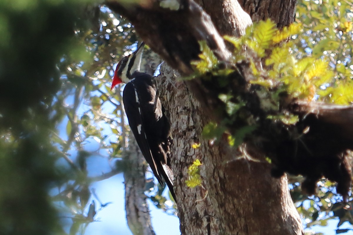 Pileated Woodpecker - Alta Tanner