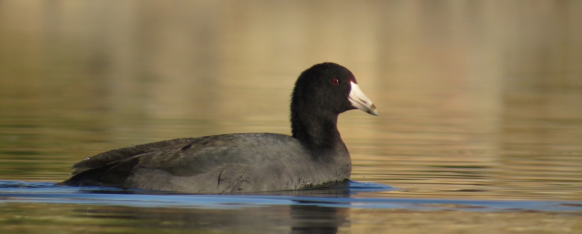 American Coot (Red-shielded) - ML73045741