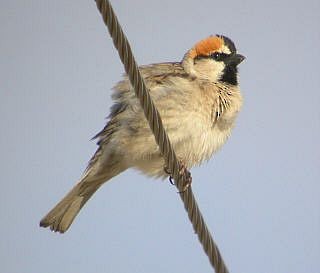 Saxaul Sparrow - ML730464