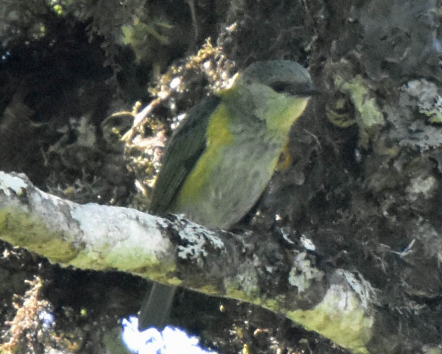 Green-throated Tanager - ML73046431