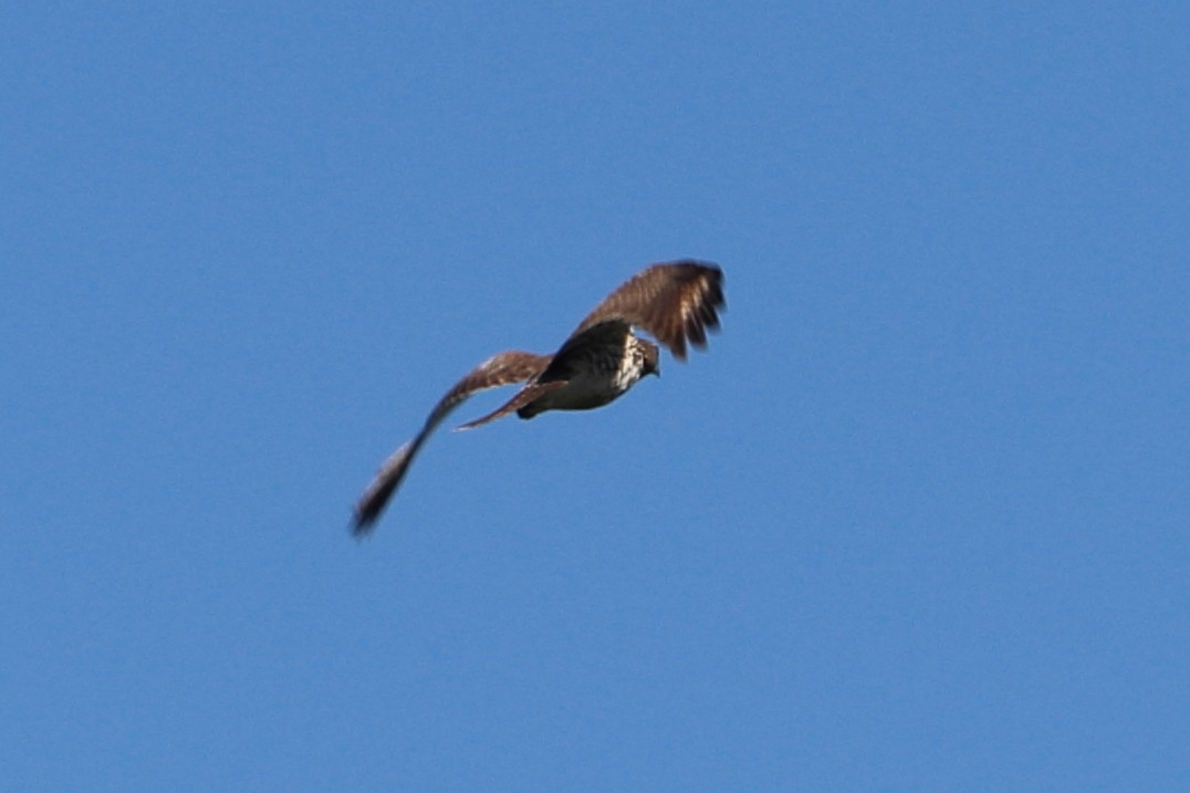 Red-shouldered Hawk - Alta Tanner