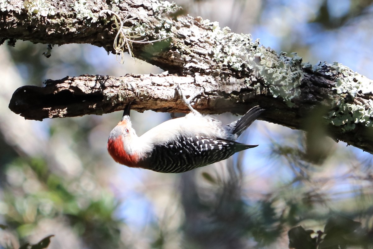 Red-bellied Woodpecker - Alta Tanner