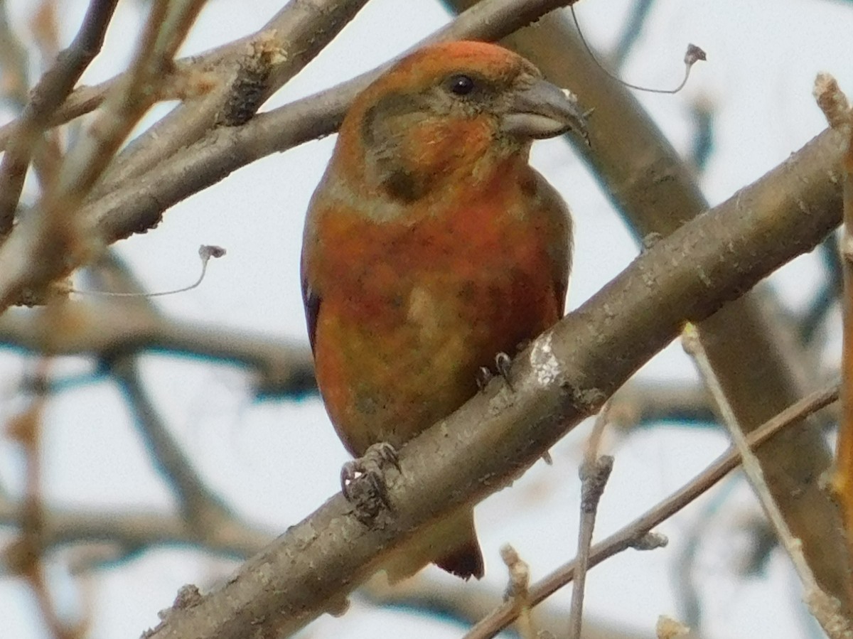 Red Crossbill - Gail Fennell