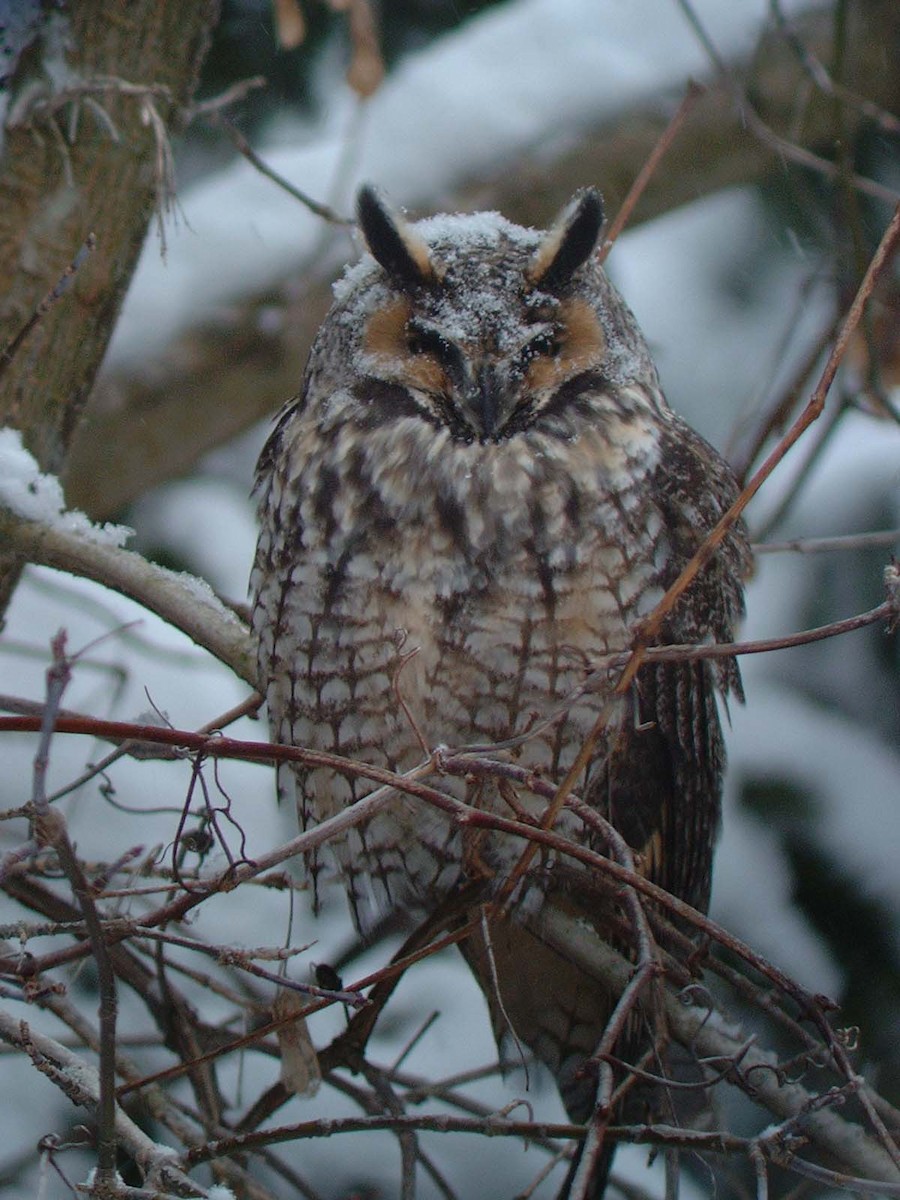 Long-eared Owl - ML73049151