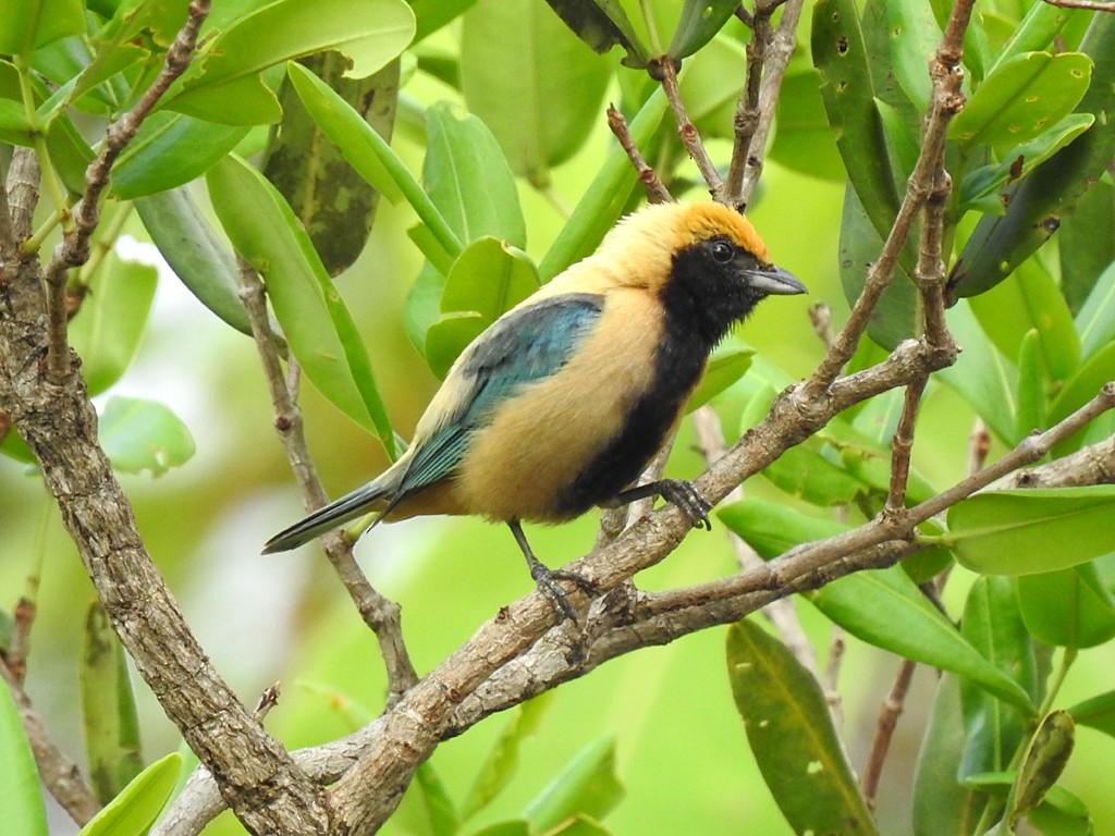 Burnished-buff Tanager - ML73050451