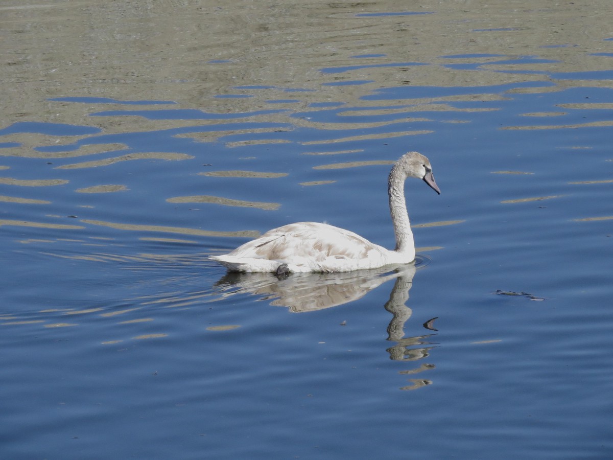 Mute Swan - Edana Salisbury