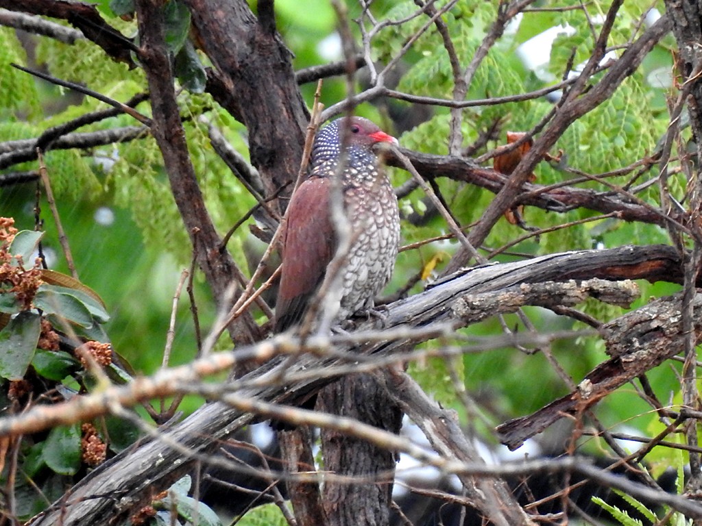 Scaled Pigeon - ML73051881
