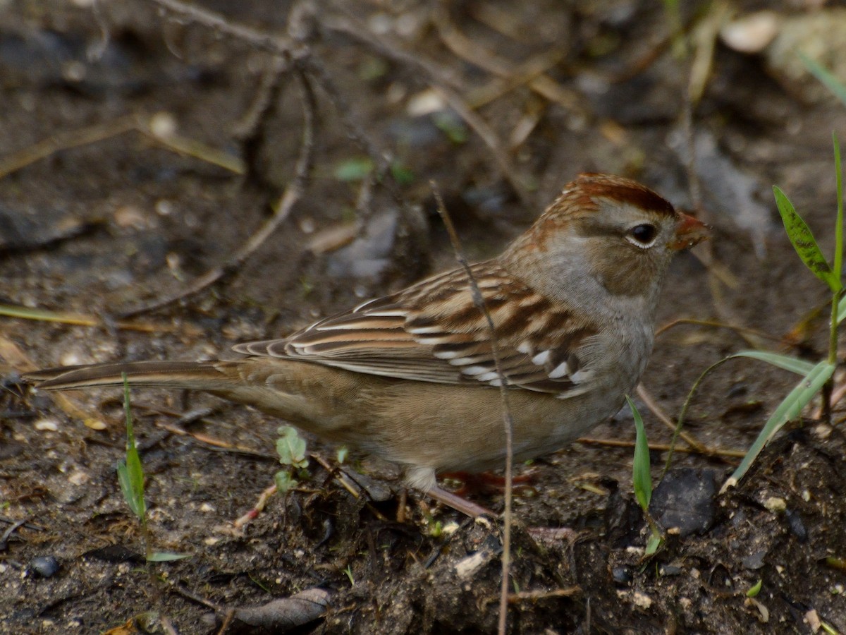 White-crowned Sparrow (Gambel's) - Bente Torvund