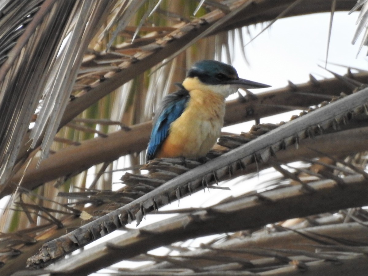 Sacred Kingfisher (Australasian) - ML73054171