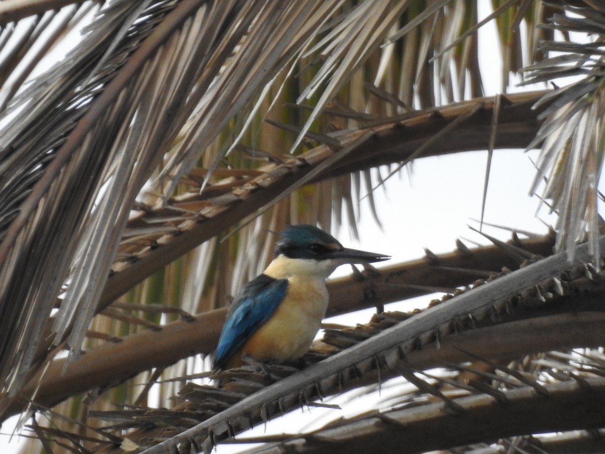 Sacred Kingfisher (Australasian) - ML73054201