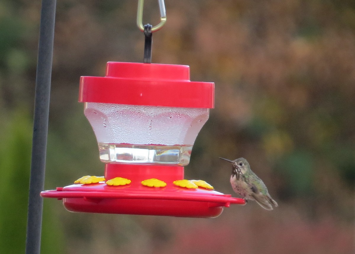 Calliope Hummingbird - ML73054821
