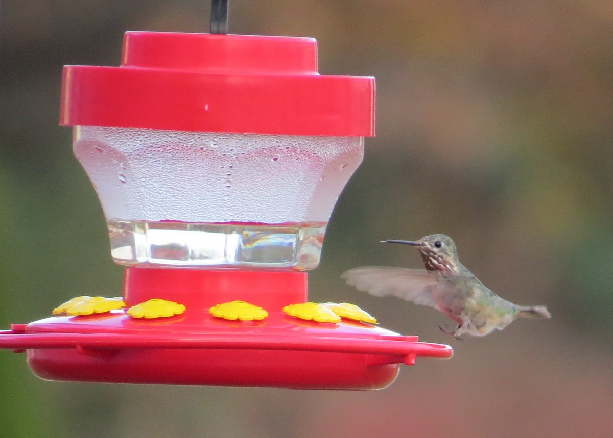 Calliope Hummingbird - ML73054831