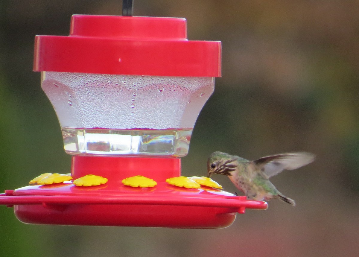 Calliope Hummingbird - ML73054841