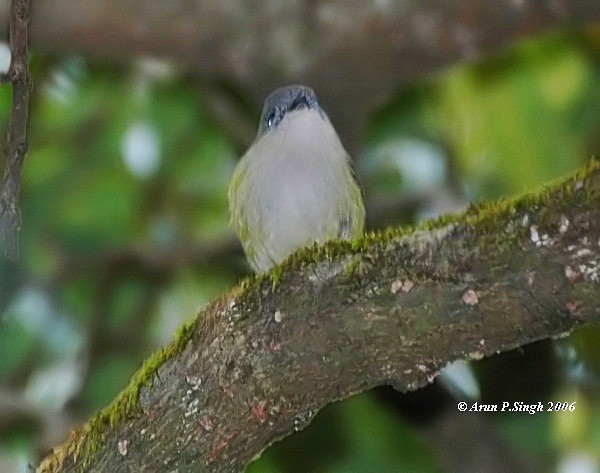 Green Shrike-Babbler (Black-crowned) - Arun P.Singh