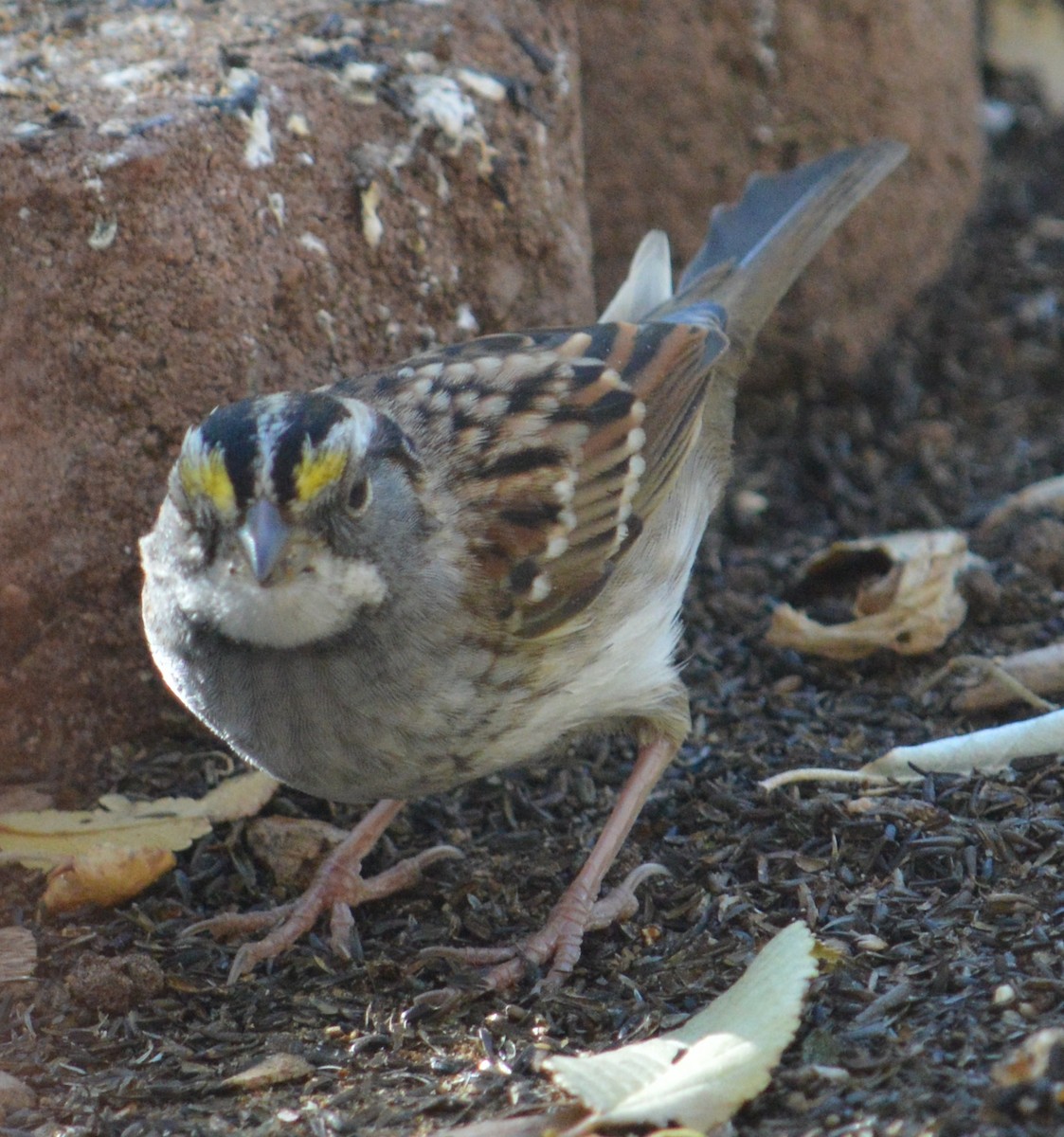 White-throated Sparrow - Nick Worth