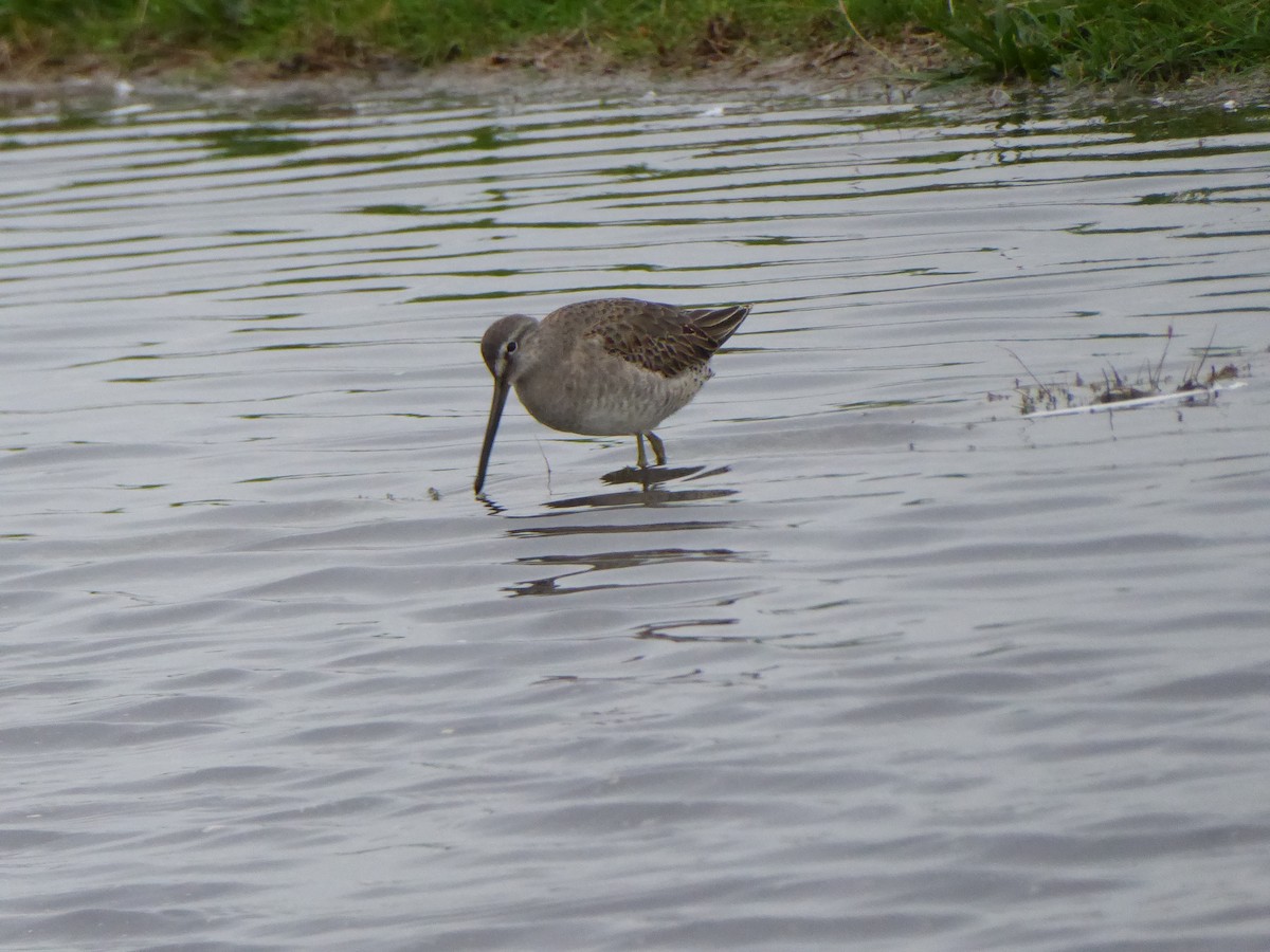 Long-billed Dowitcher - ML73059141