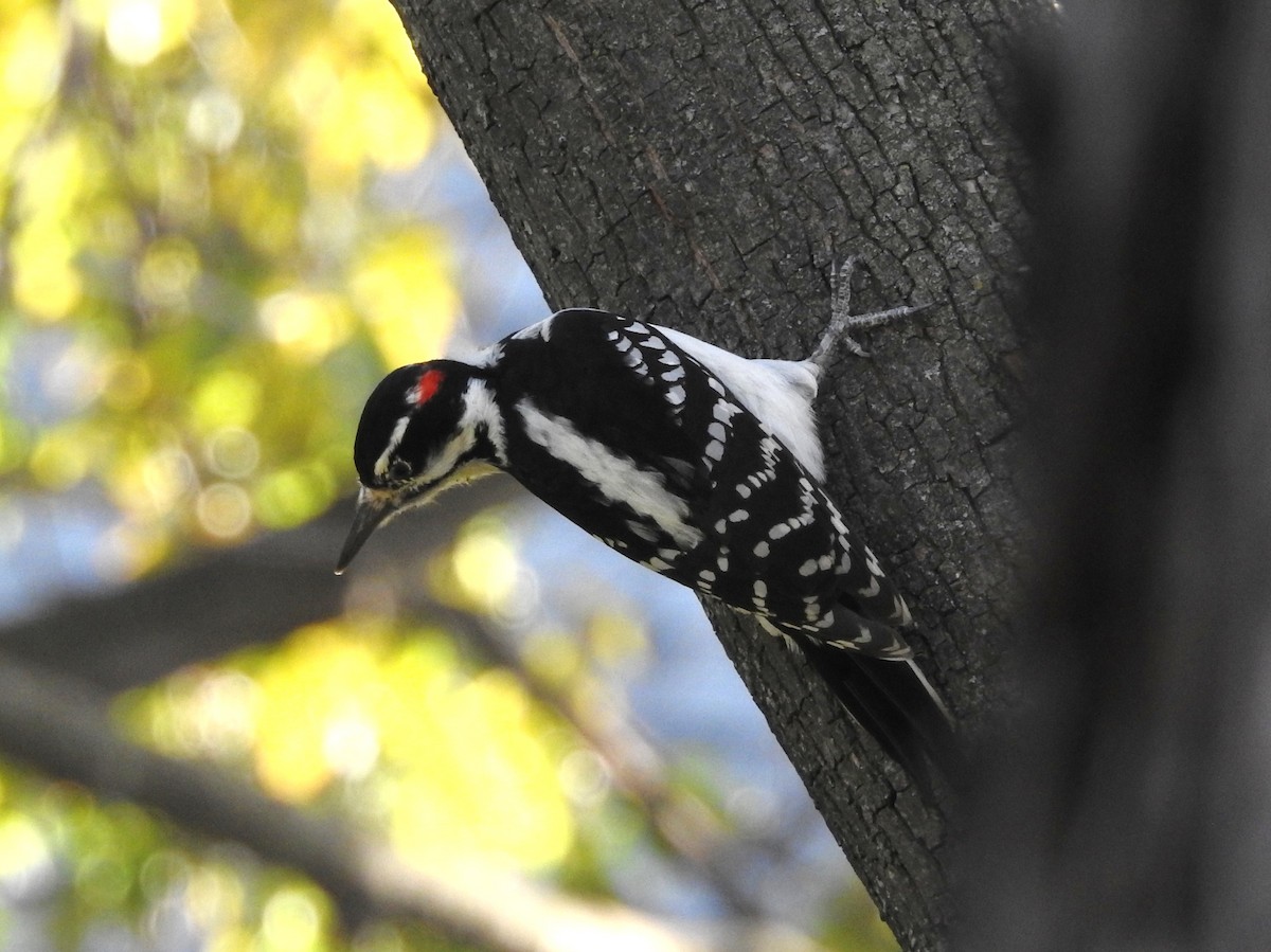 Hairy Woodpecker - ML73059401