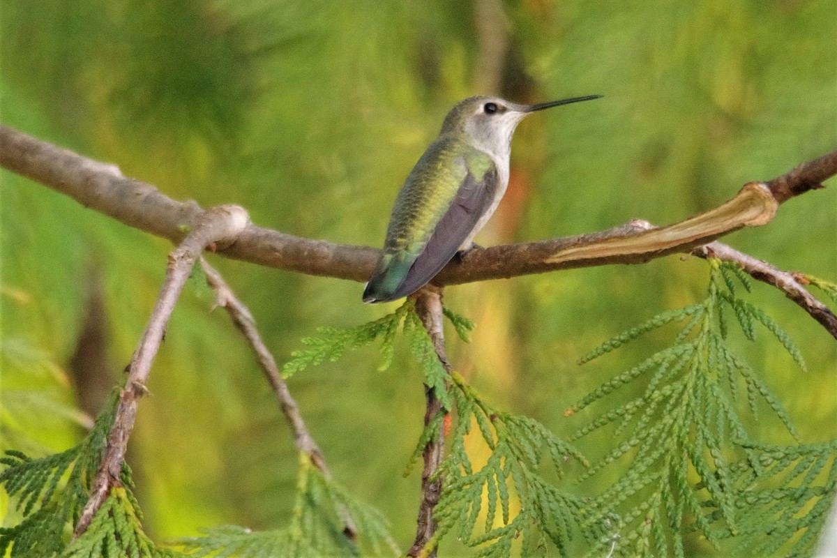 Anna's Hummingbird - ML73059601