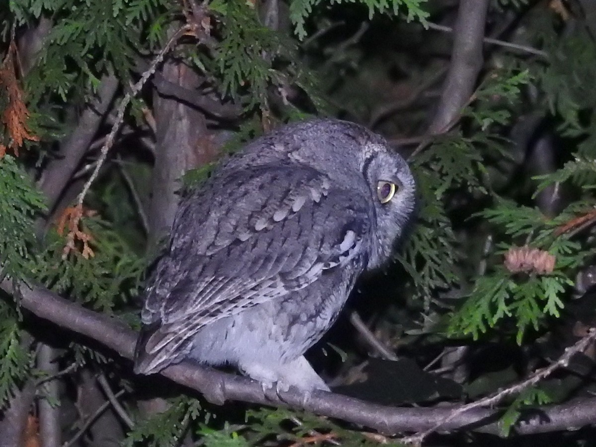 Eastern Screech-Owl - ML73059711