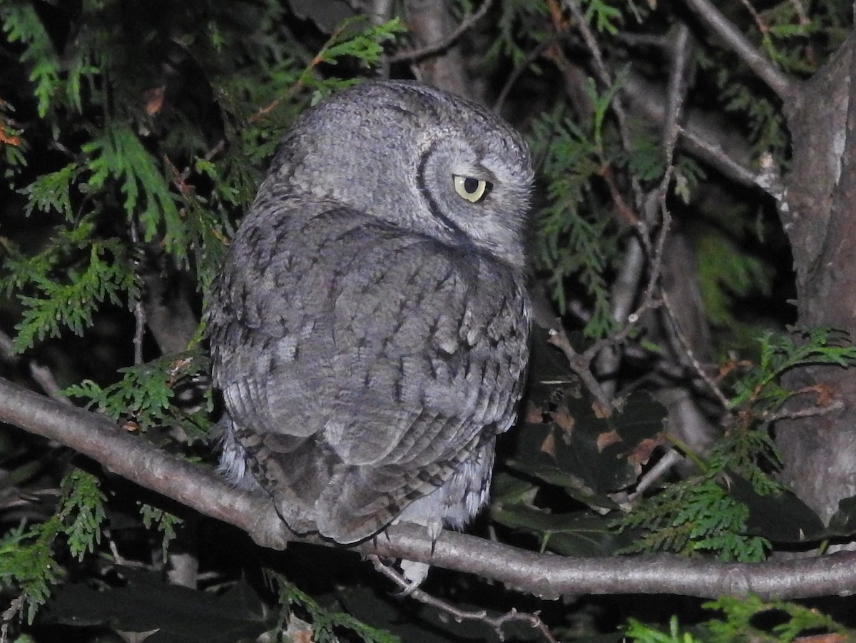 Eastern Screech-Owl - ML73059751