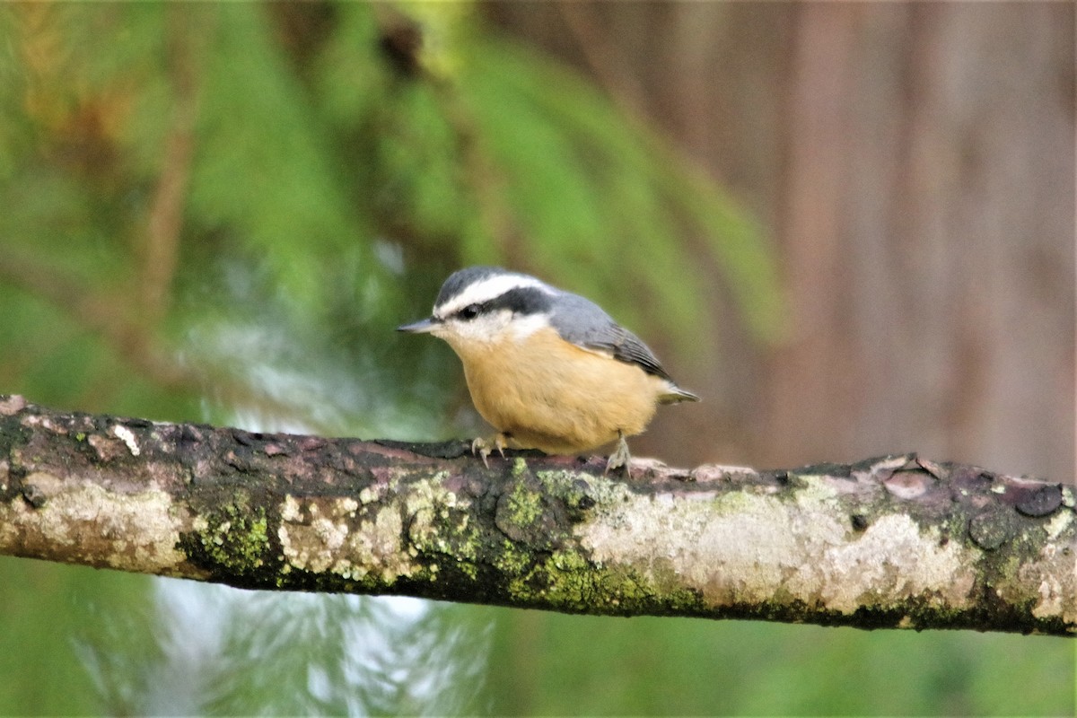 Red-breasted Nuthatch - ML73059871