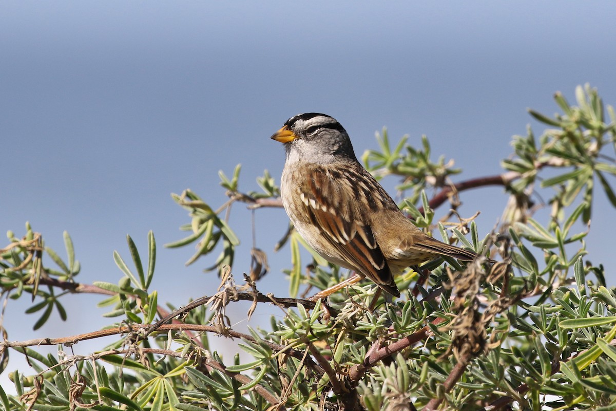 White-crowned Sparrow - ML73061681