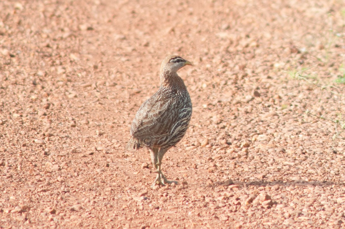 Double-spurred Francolin - ML73062581