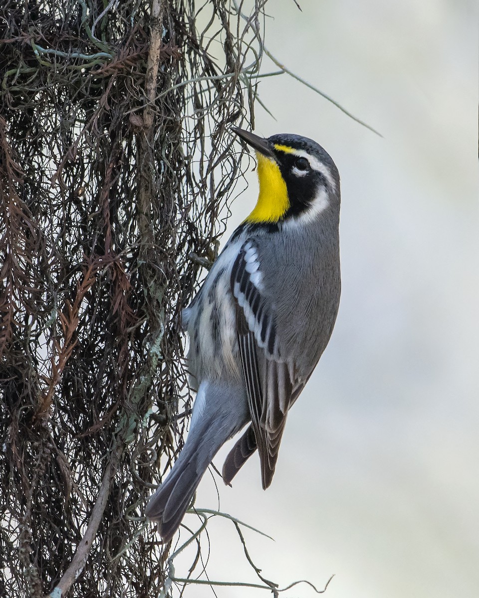 Yellow-throated Warbler - Peter Brannon