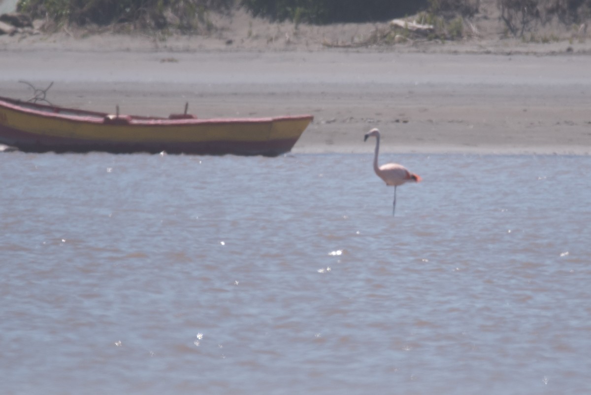 Chilean Flamingo - ML73066911