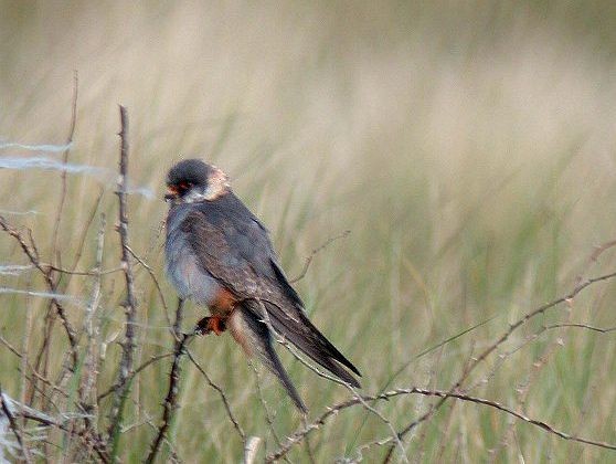 Red-footed Falcon - Fabian Bindrich