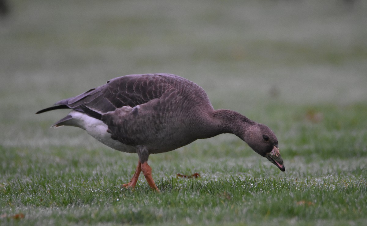 Greater White-fronted Goose - Rick Zapf