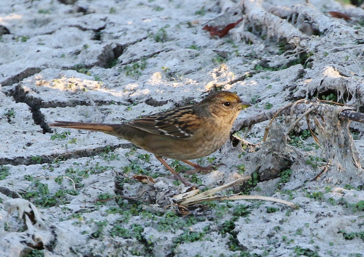 Golden-crowned Sparrow - ML73067691