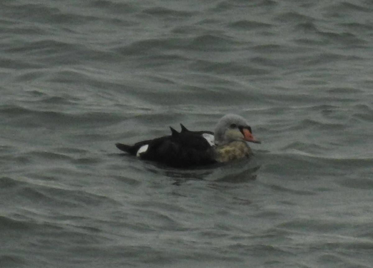 ebird-checklist-25-oct-2017-tsawwassen-ferry-terminal-jetty-24