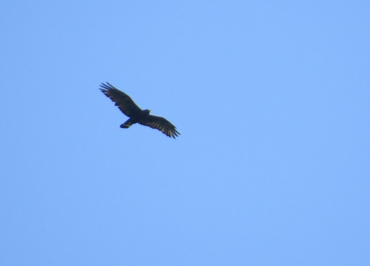 Zone-tailed Hawk - Róger Rodríguez Bravo