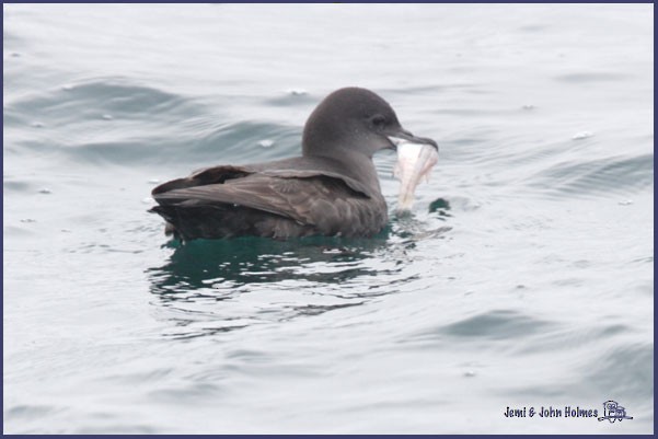Short-tailed Shearwater - John and Jemi Holmes
