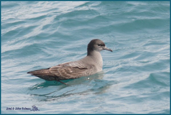 Short-tailed Shearwater - John and Jemi Holmes