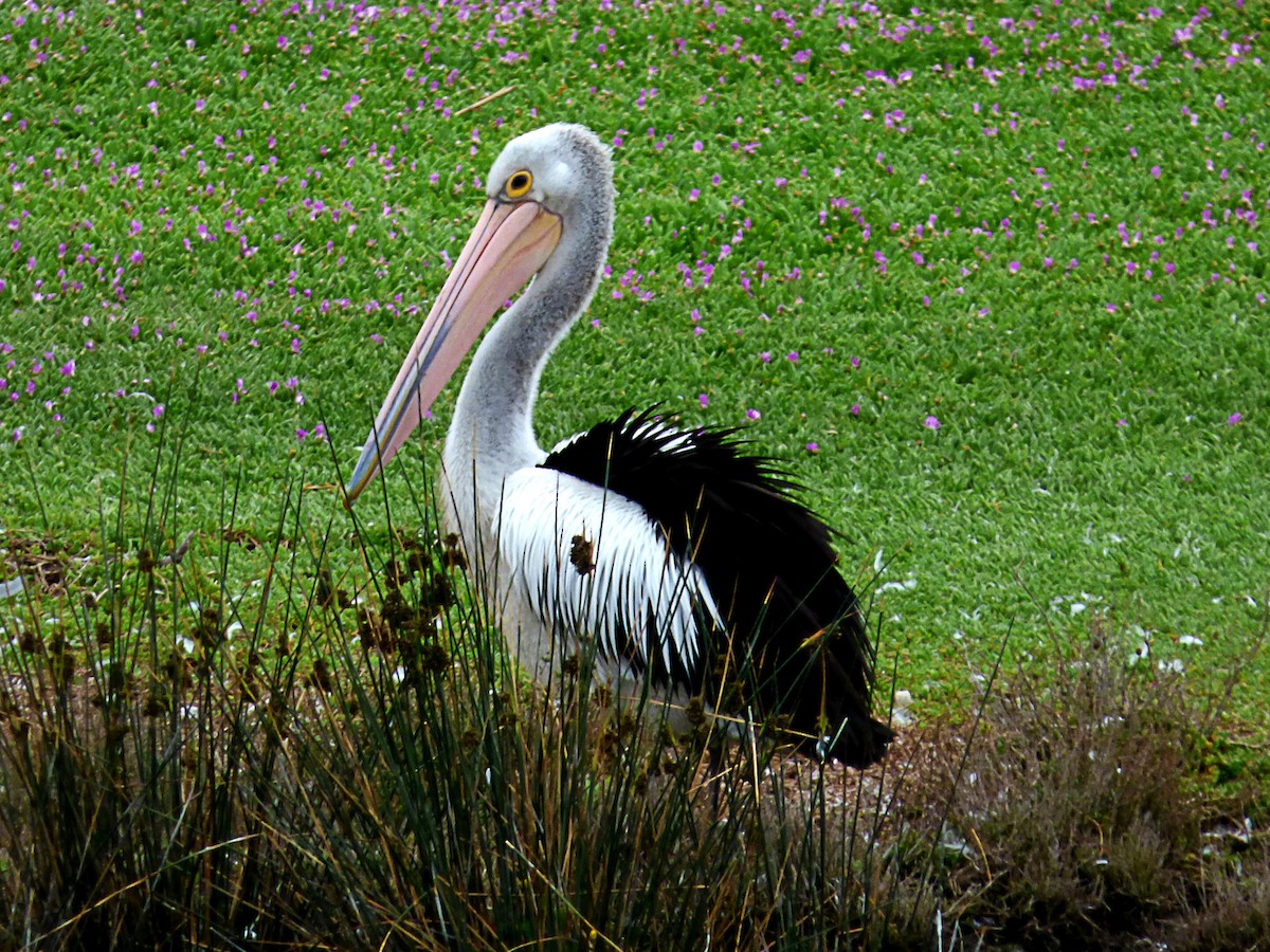 Australian Pelican - Thomas Nataprawira