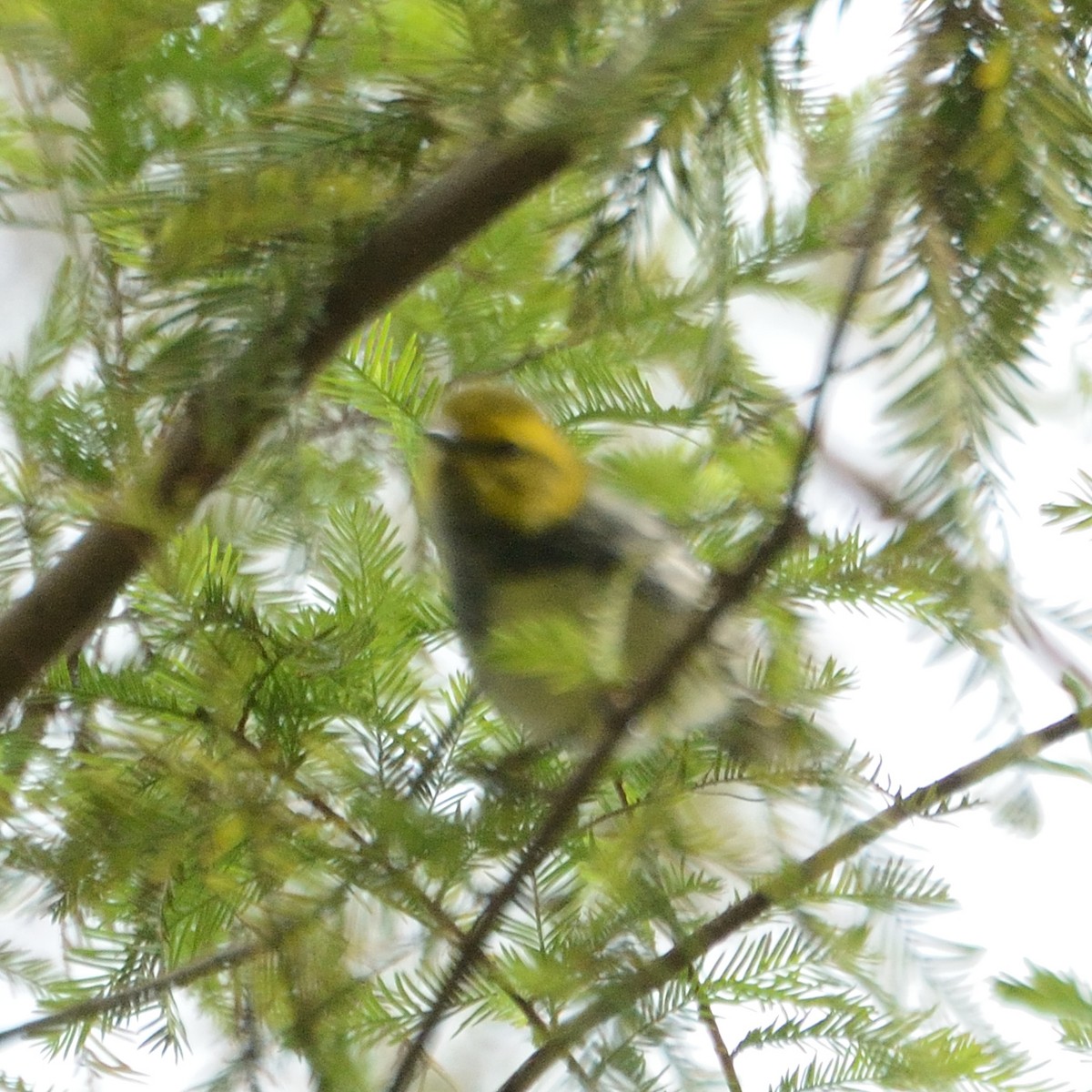 Black-throated Green Warbler - Bente Torvund