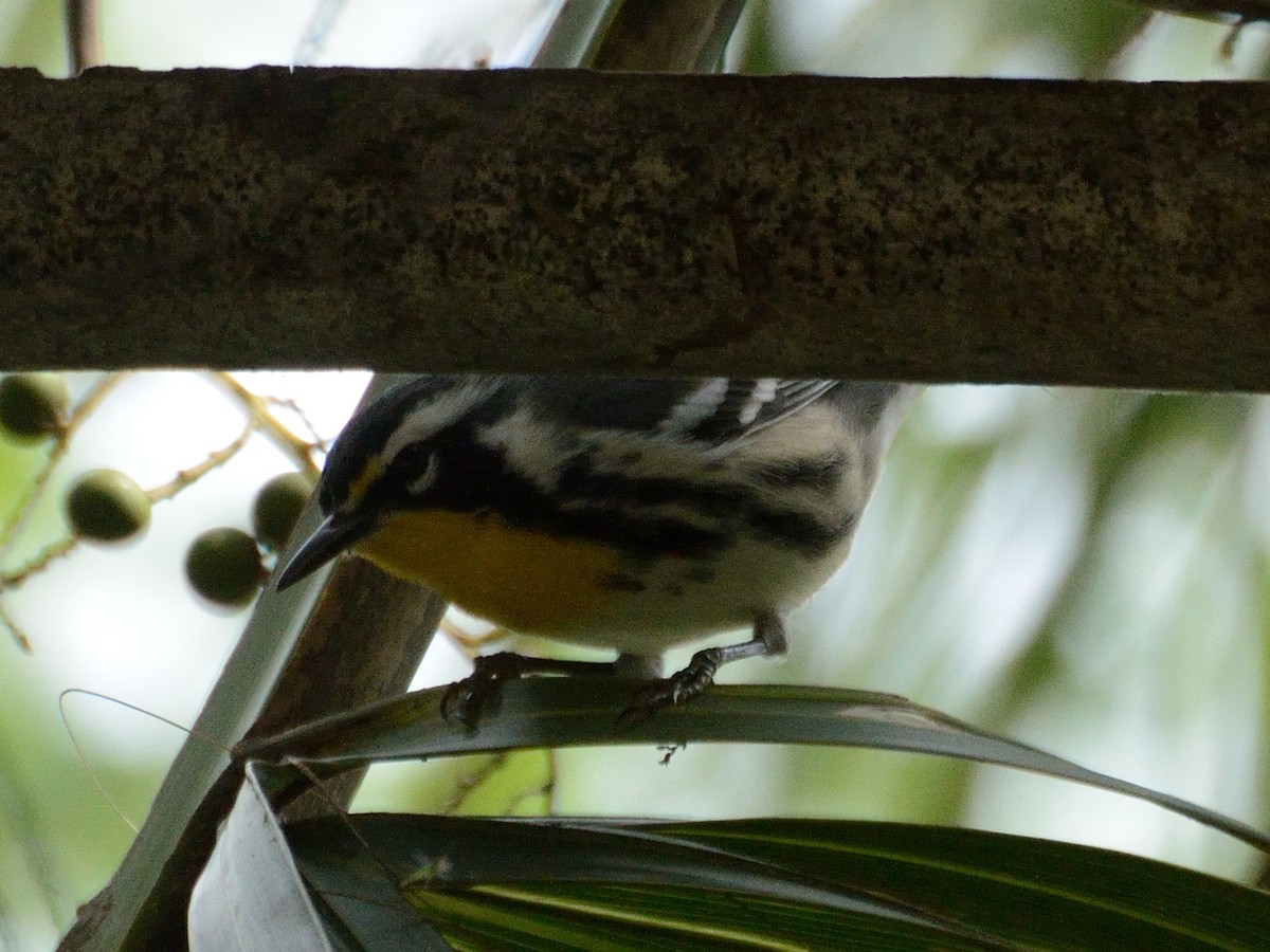 Yellow-throated Warbler - Bente Torvund