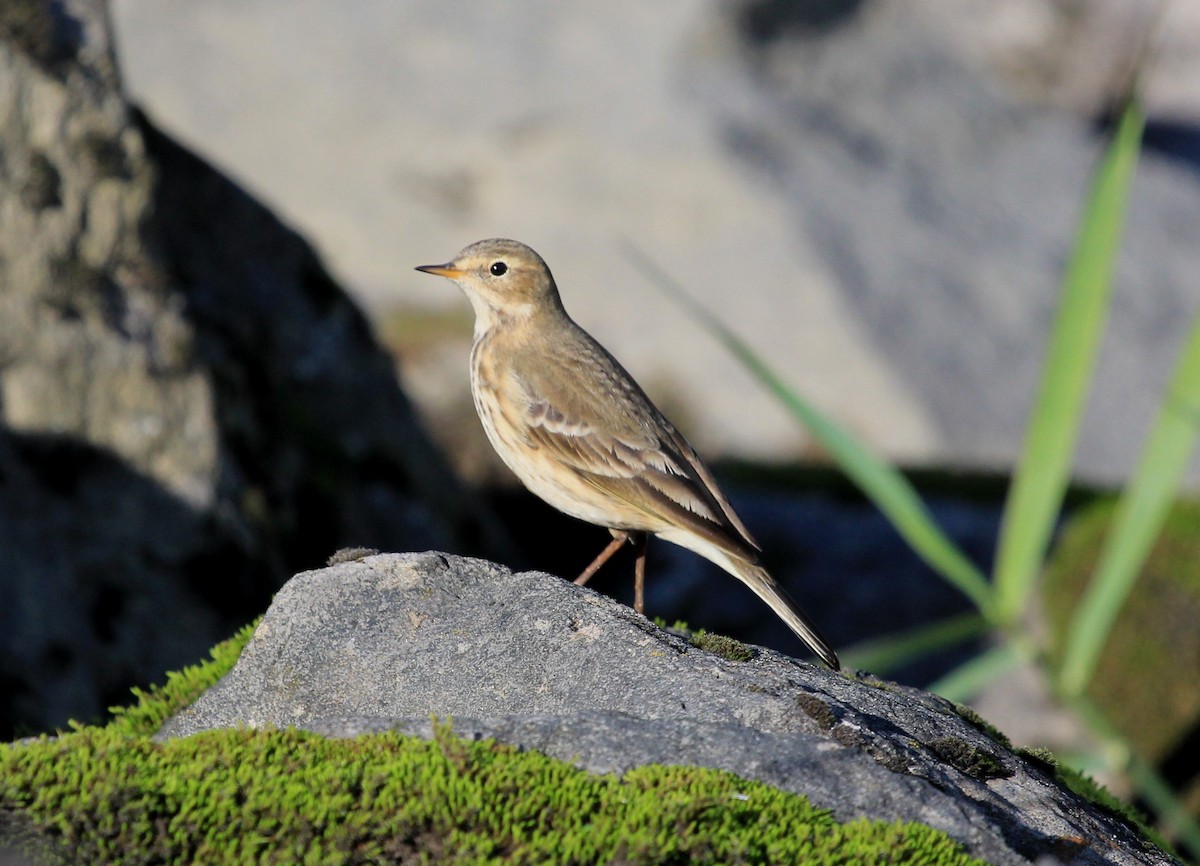 American Pipit - Nels Nelson