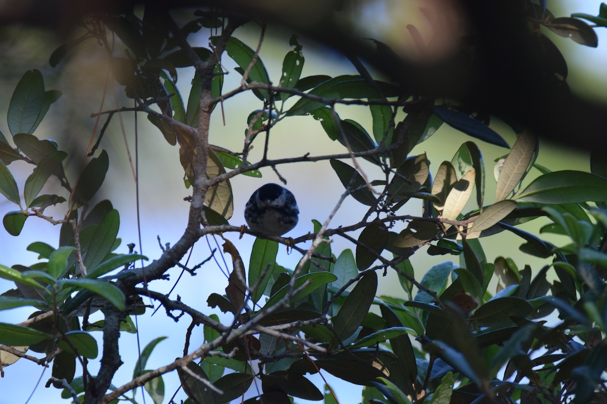 Blackpoll Warbler - Jordan Broadhead