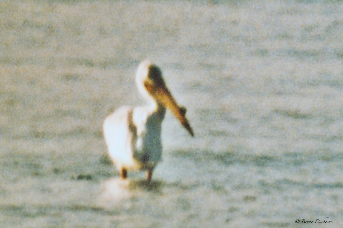 American White Pelican - Bruno Duchesne