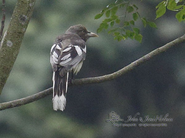 White-winged Magpie (Black-tailed) - ML730814