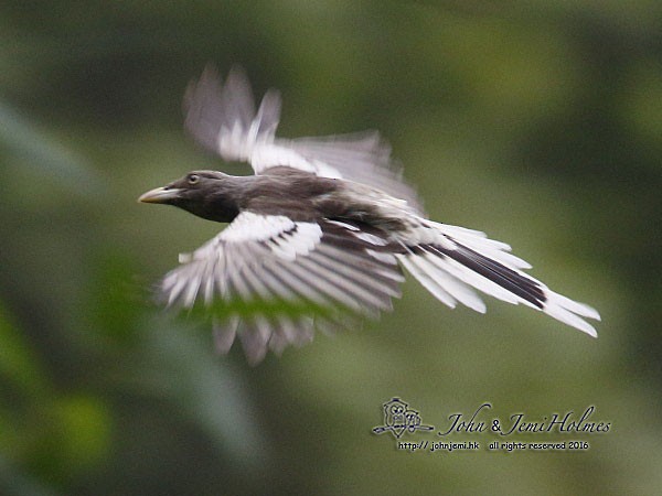 White-winged Magpie (Black-tailed) - ML730815