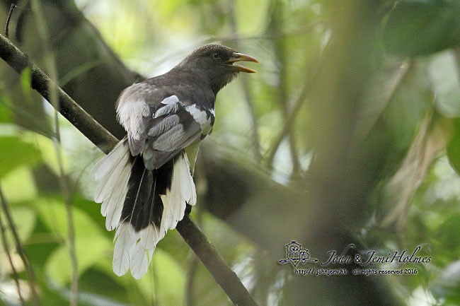 White-winged Magpie (Black-tailed) - ML730816