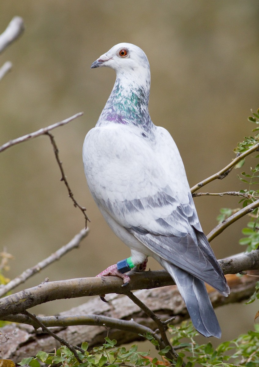 Rock Pigeon (Feral Pigeon) - Darren Clark