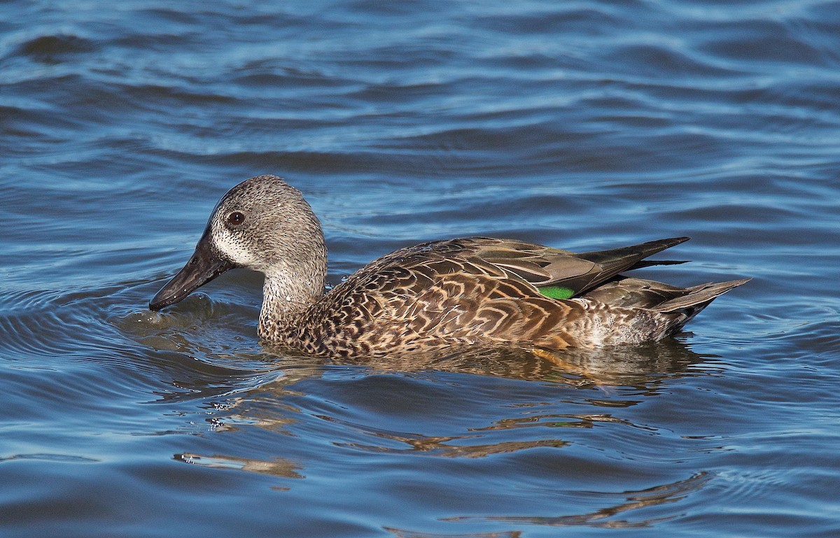 Blue-winged Teal - ML73081971