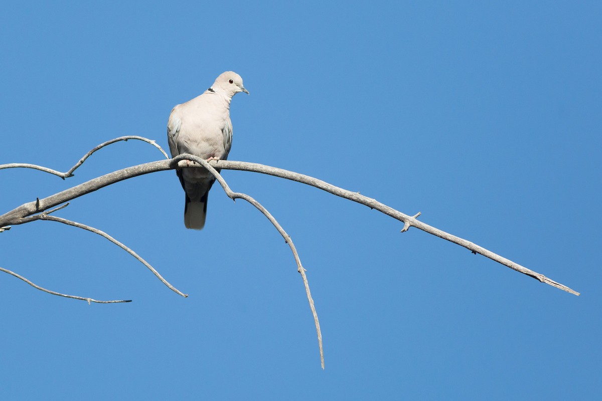 Eurasian Collared-Dove - ML73082051