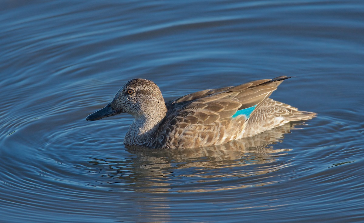 Green-winged Teal - ML73082541