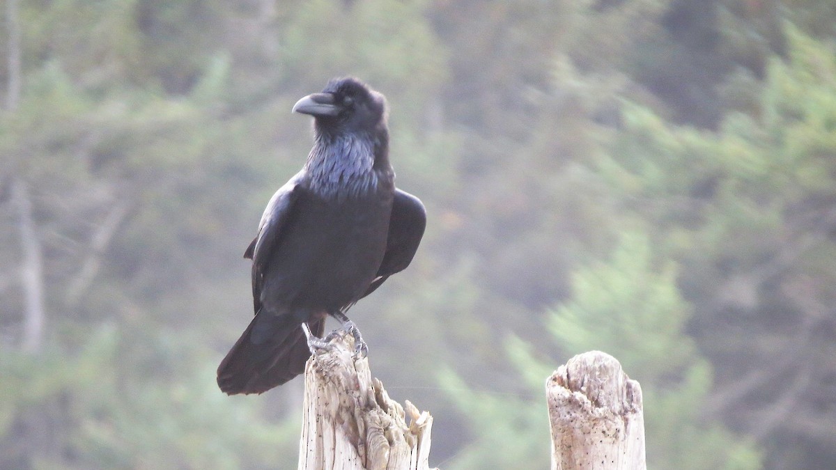 Common Raven - Michael Barry